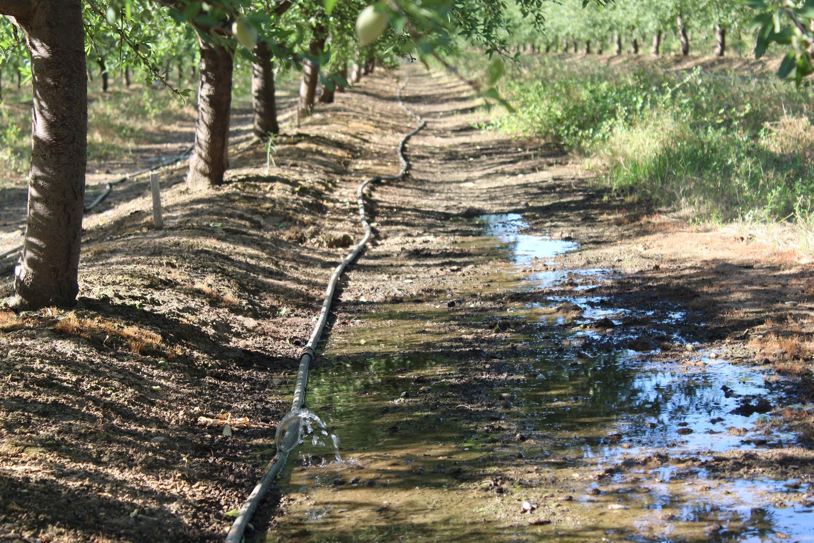 Irrigation lines run along the soil between rows of trees in a California orchard