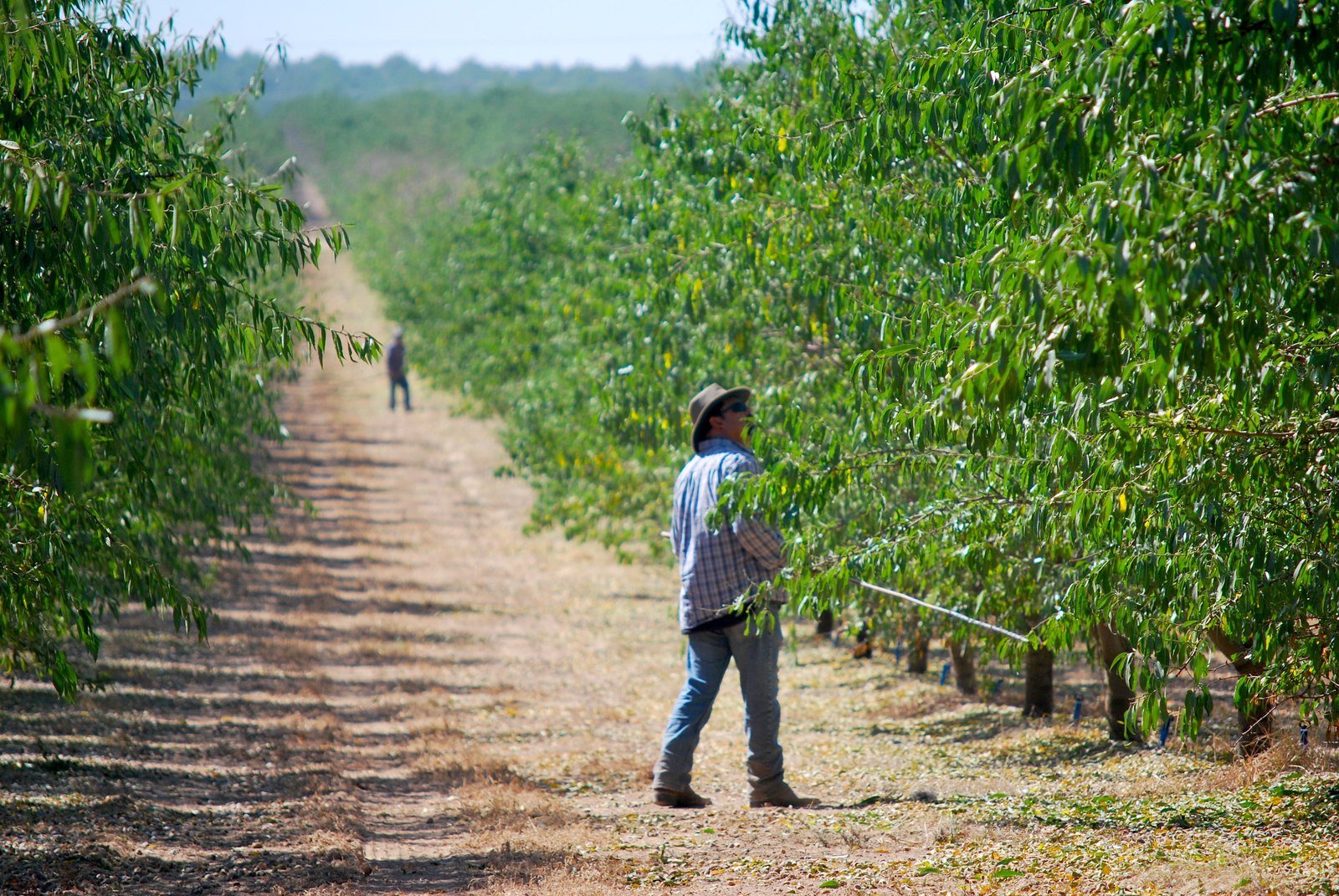 A farmworker in a checked shirt and sun hat walks down a row in a California almond orchard with green trees on both sides