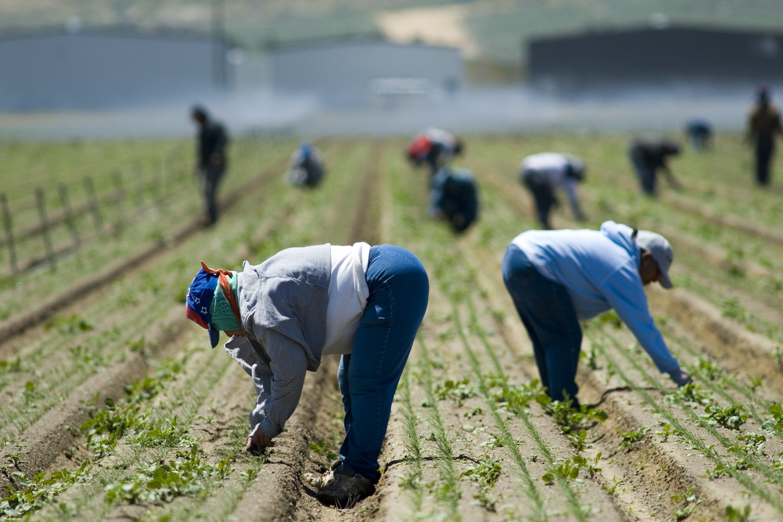 A crew of farmworkers in long sleeves and bandanas bends over to hand-weed crop rows in a San Joaquin Valley field
