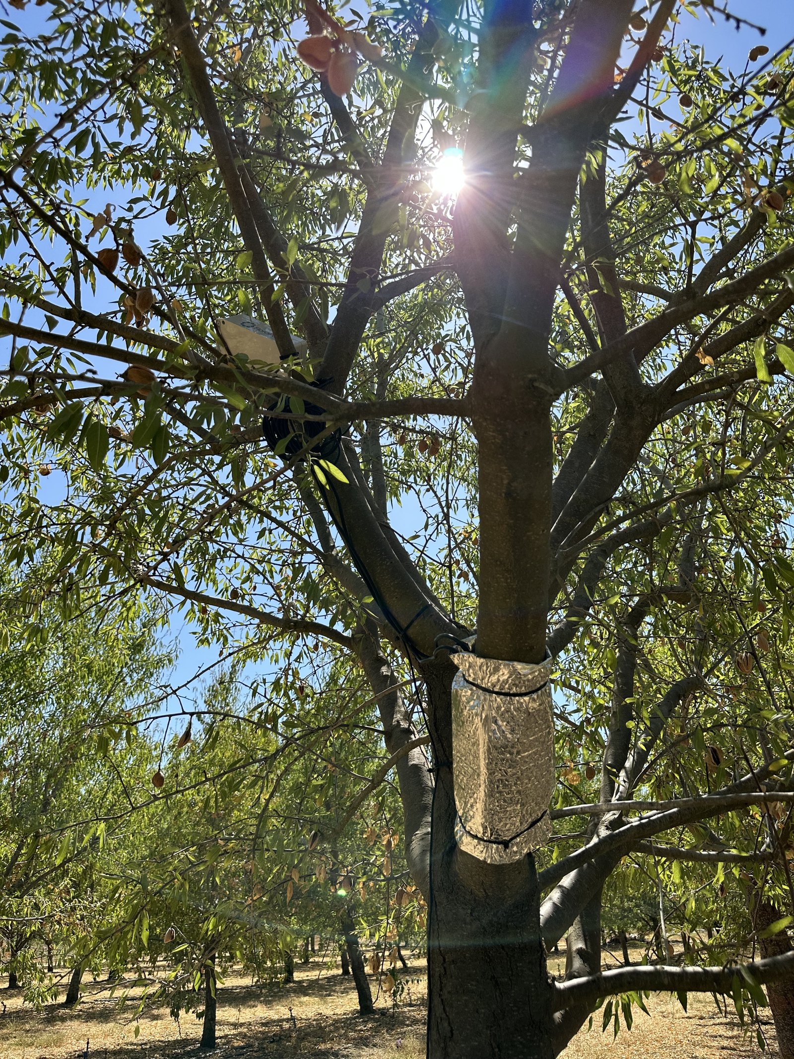 Monitoring equipment strapped to a branch in an almond tree tracks plant and field conditions