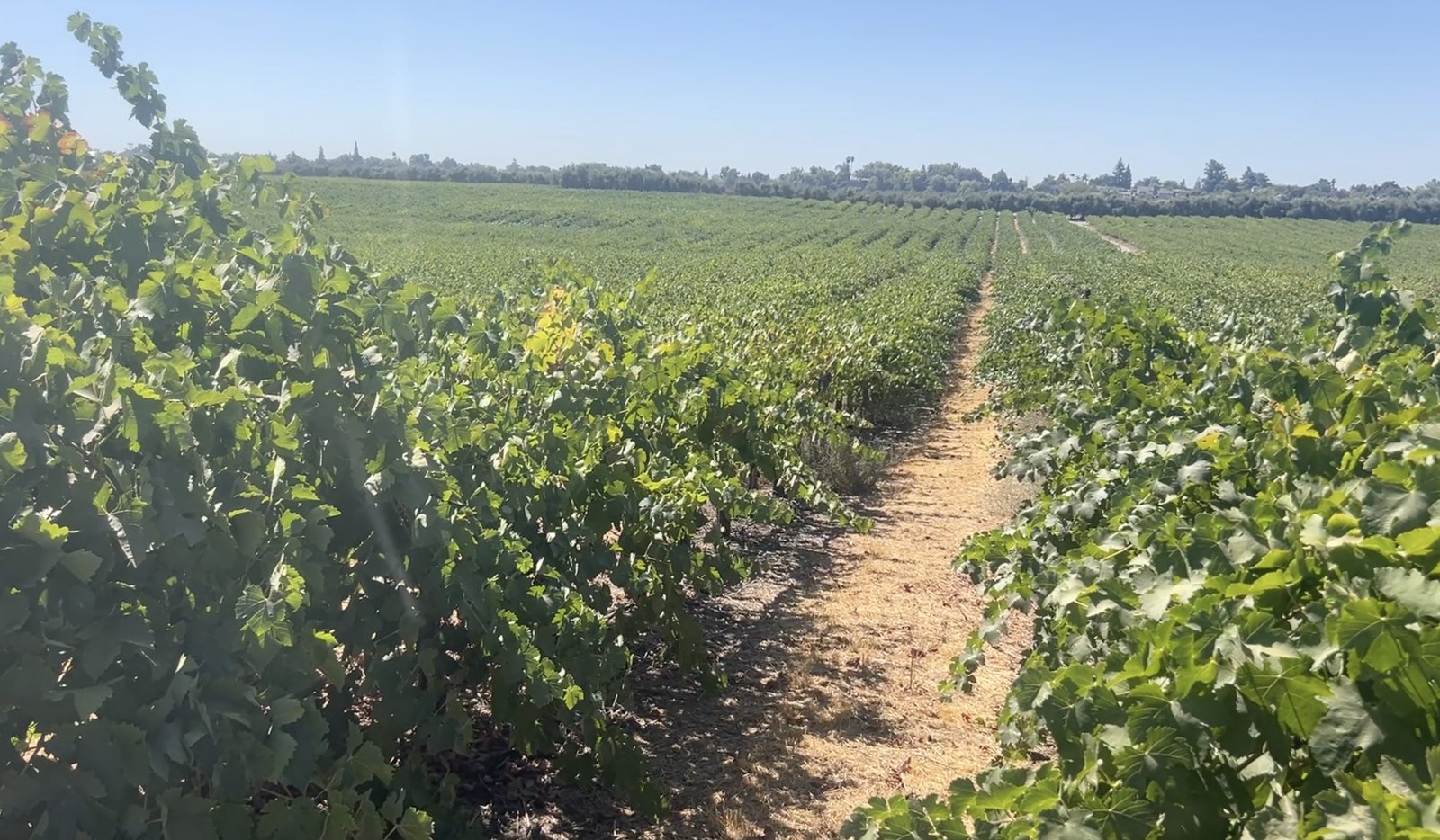 Rows of grapevines stretch toward the horizon in a California vineyard served by irrigation