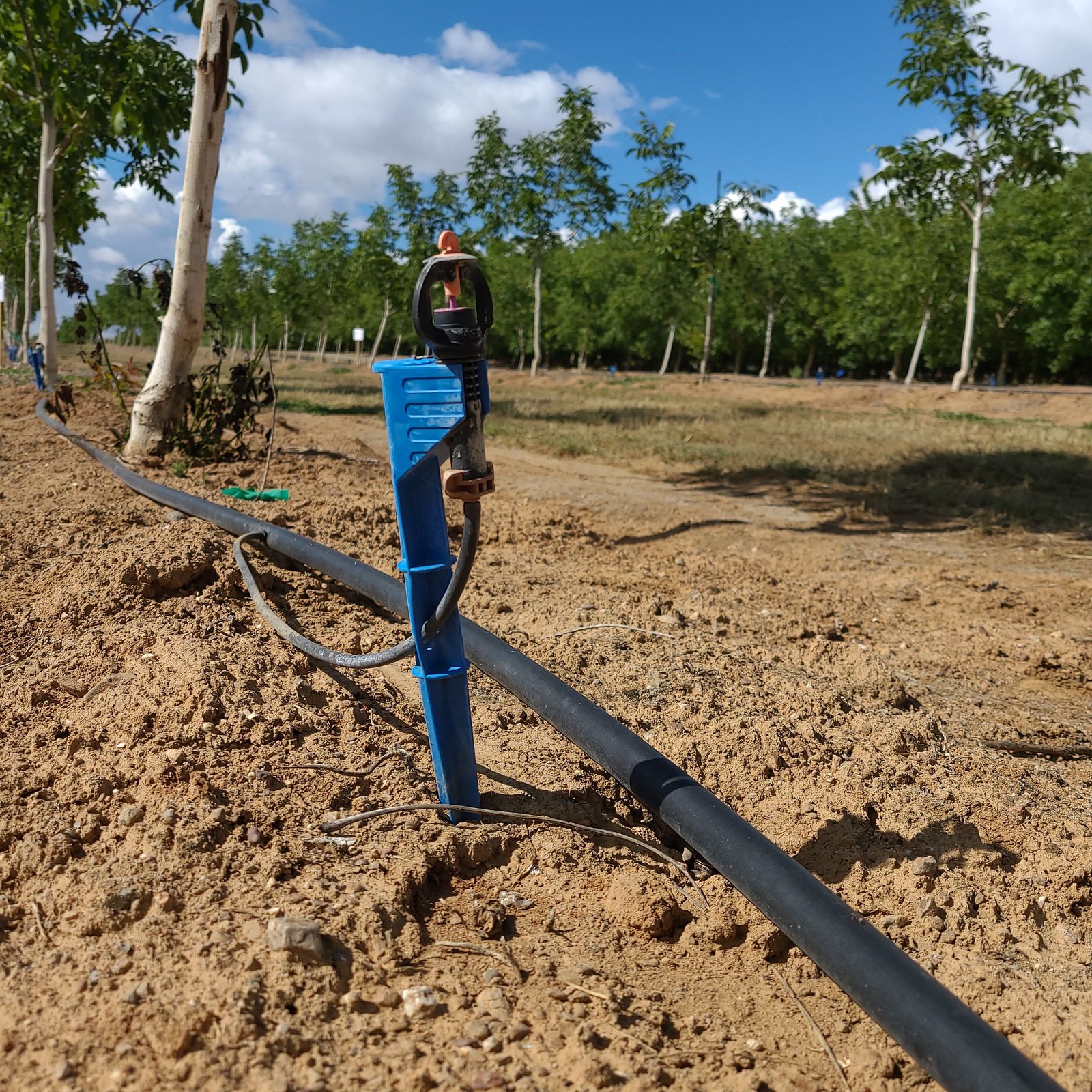 A blue micro-sprinkler riser and drip line deliver water along a row of young trees in a California orchard under a blue sky