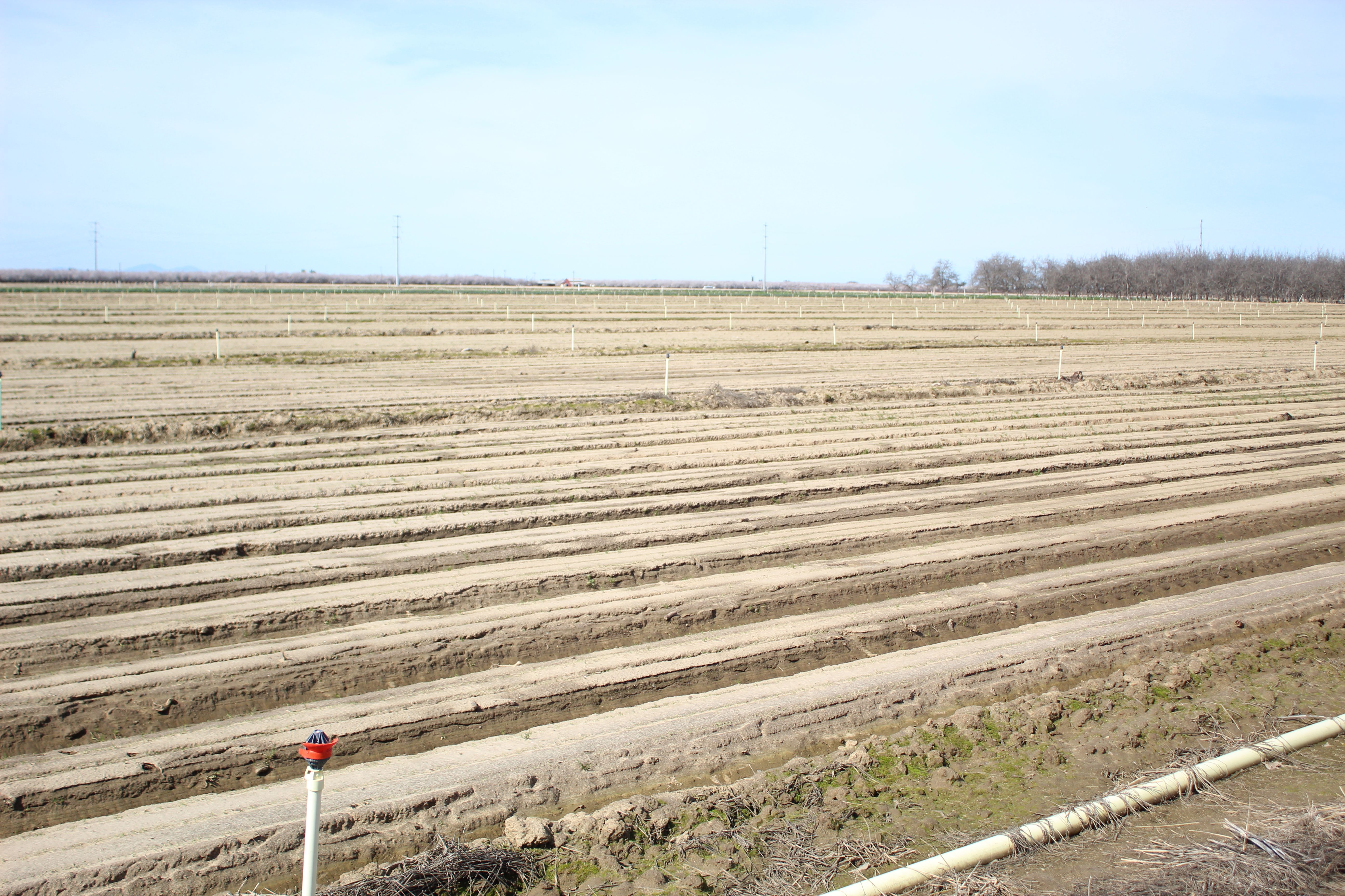 Irrigation infrastructure lines a prepared field as growers build seasonal strategies around expected water allocations and pumping constraints