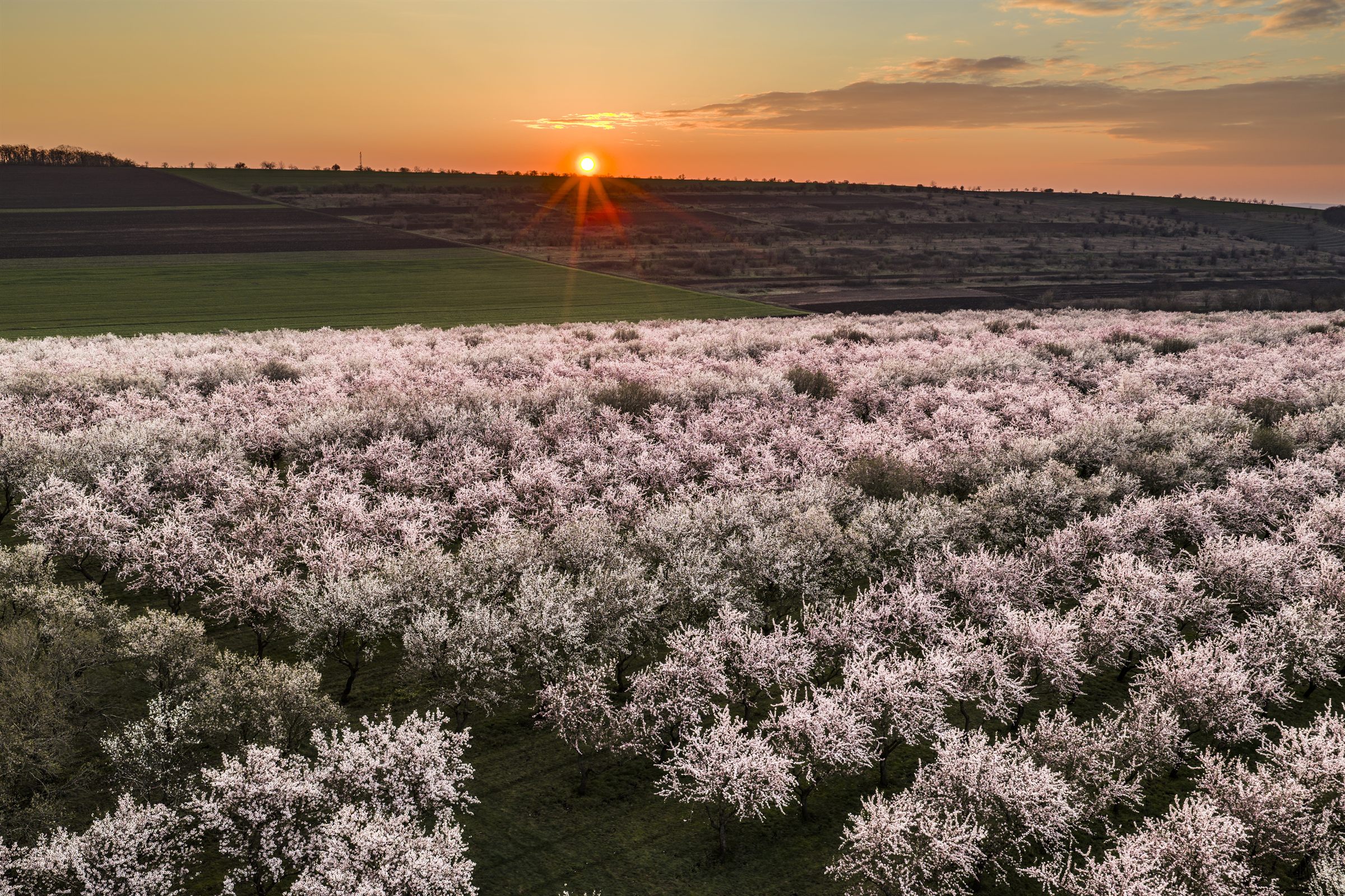 A California orchard at golden hour -- the agricultural enterprise Enterprise Ag Magazine serves